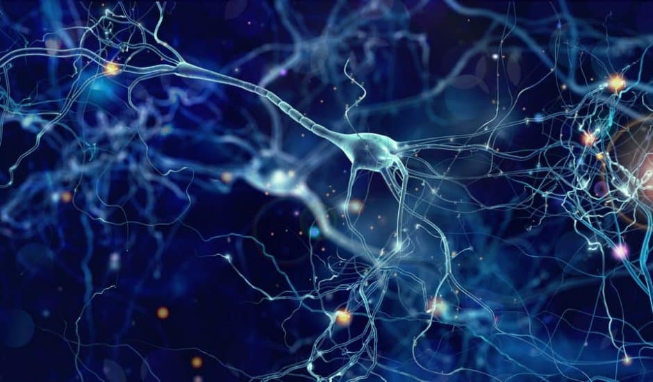 connectivité neuronale Alzheimer