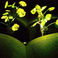 plante lumineuse