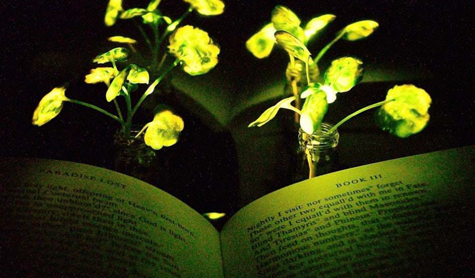 plante lumineuse