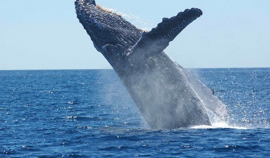 Google a élaboré une IA qui capte et décrypte le chant des baleines