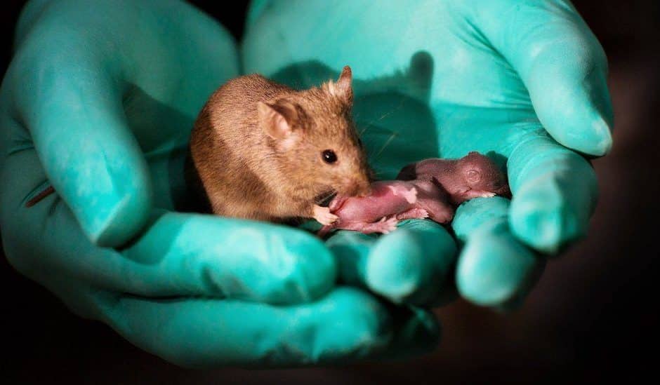 Photo bébés de souris du même sexe