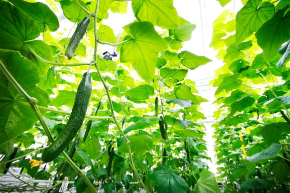 Microsoft remporte la compétition Greenhouse, qui vise à faire pousser le plus grand nombre de concombres en 4 mois grâce à l'IA