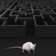 Un humain a pu contrôler un rat grâce à un implant