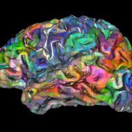 Des chercheurs capables de prédire ce que votre cerveau va décider.