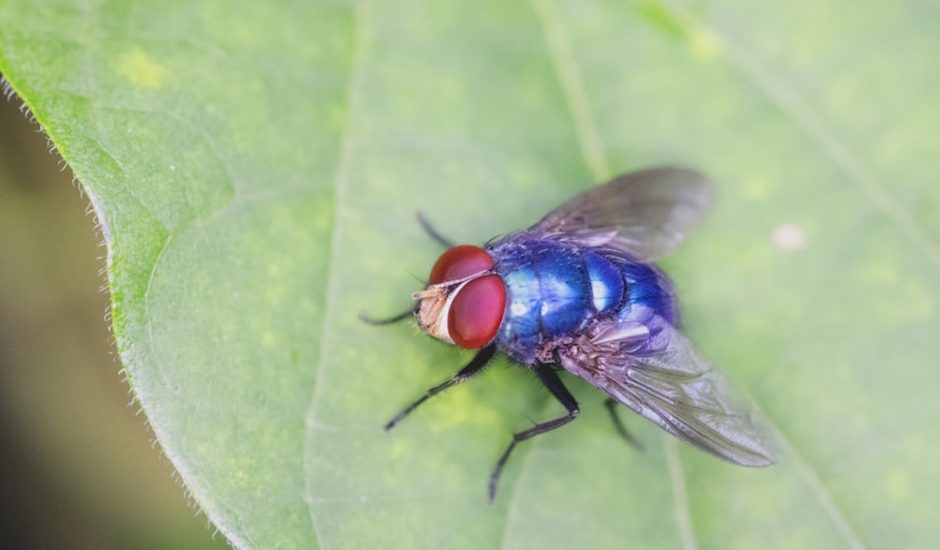 Les chercheurs de Harvard inventent un robot insecte autonome en énergie.