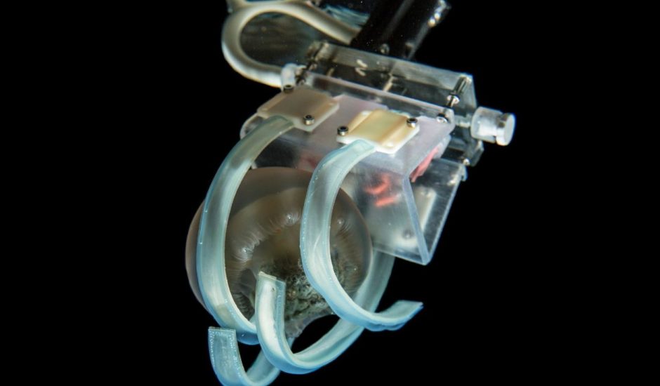 Un bras robotique hyper délicat pour étudier les méduses.