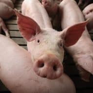 L'élevage de cochon en Chine traverse une crise.