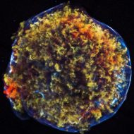 Image au rayon X de la supernova Tycho