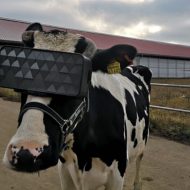 Une vache teste la VR.