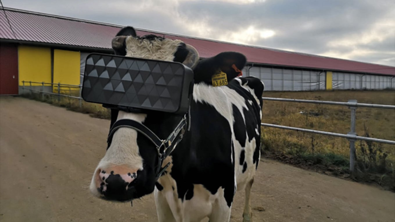 Une vache teste la VR.