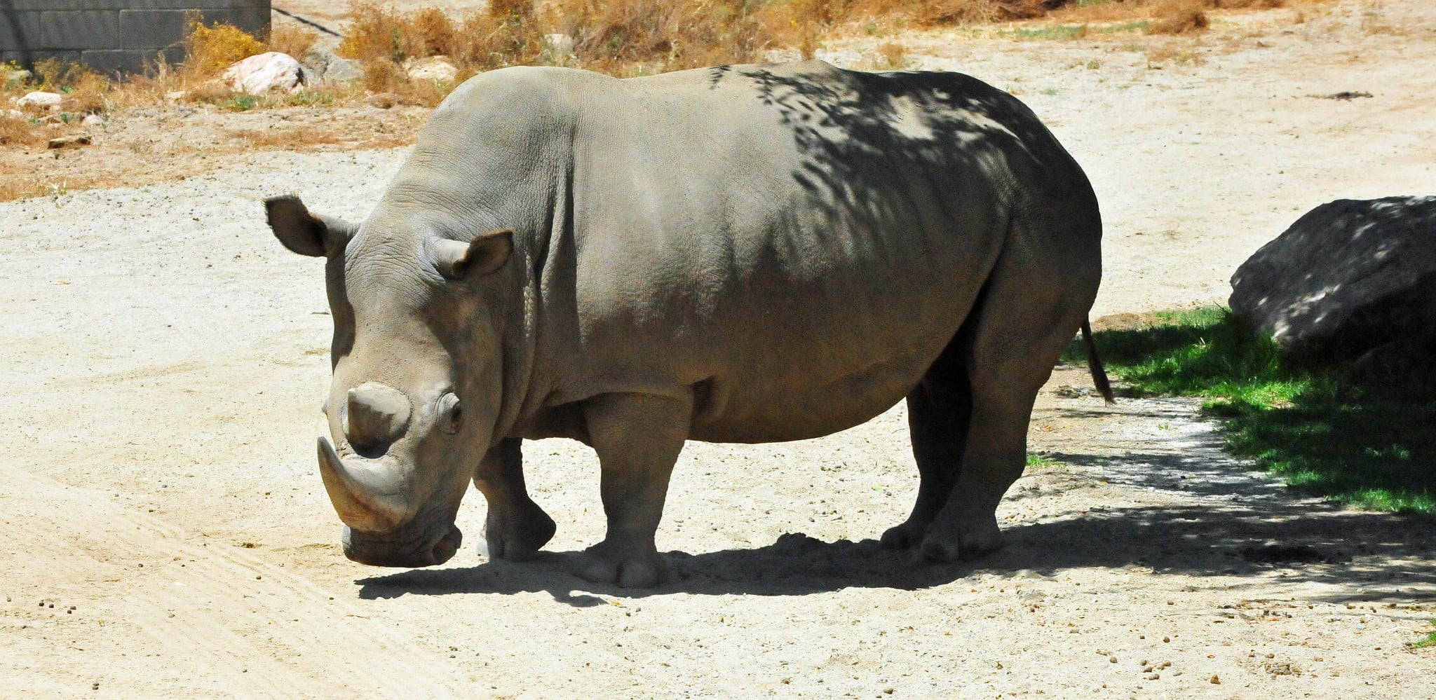 Un rhinocéros blanc du Nord.