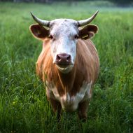 Une vache dans un champ