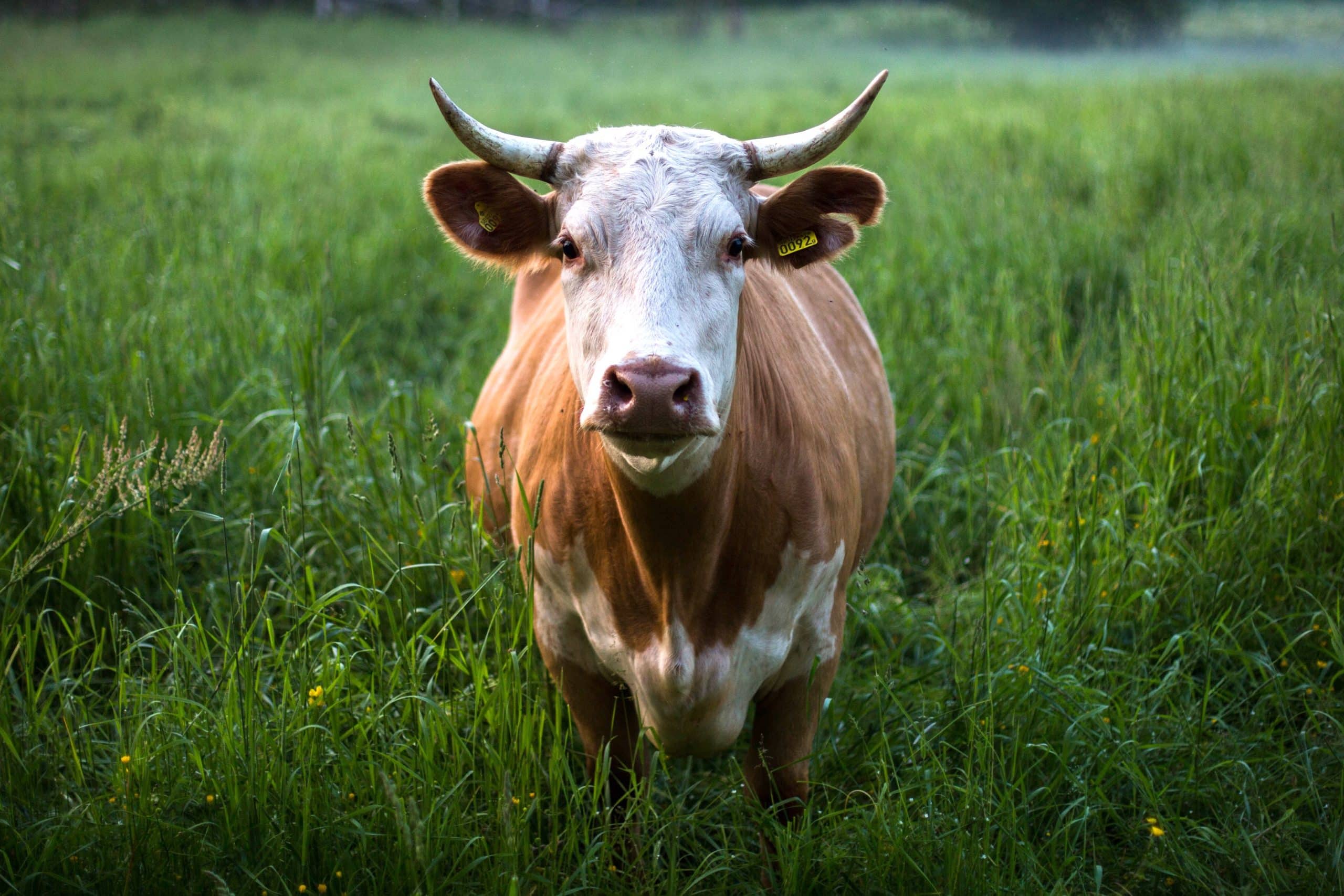 Une vache dans un champ