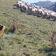 Sport en train de garder un troupeau de moutons.