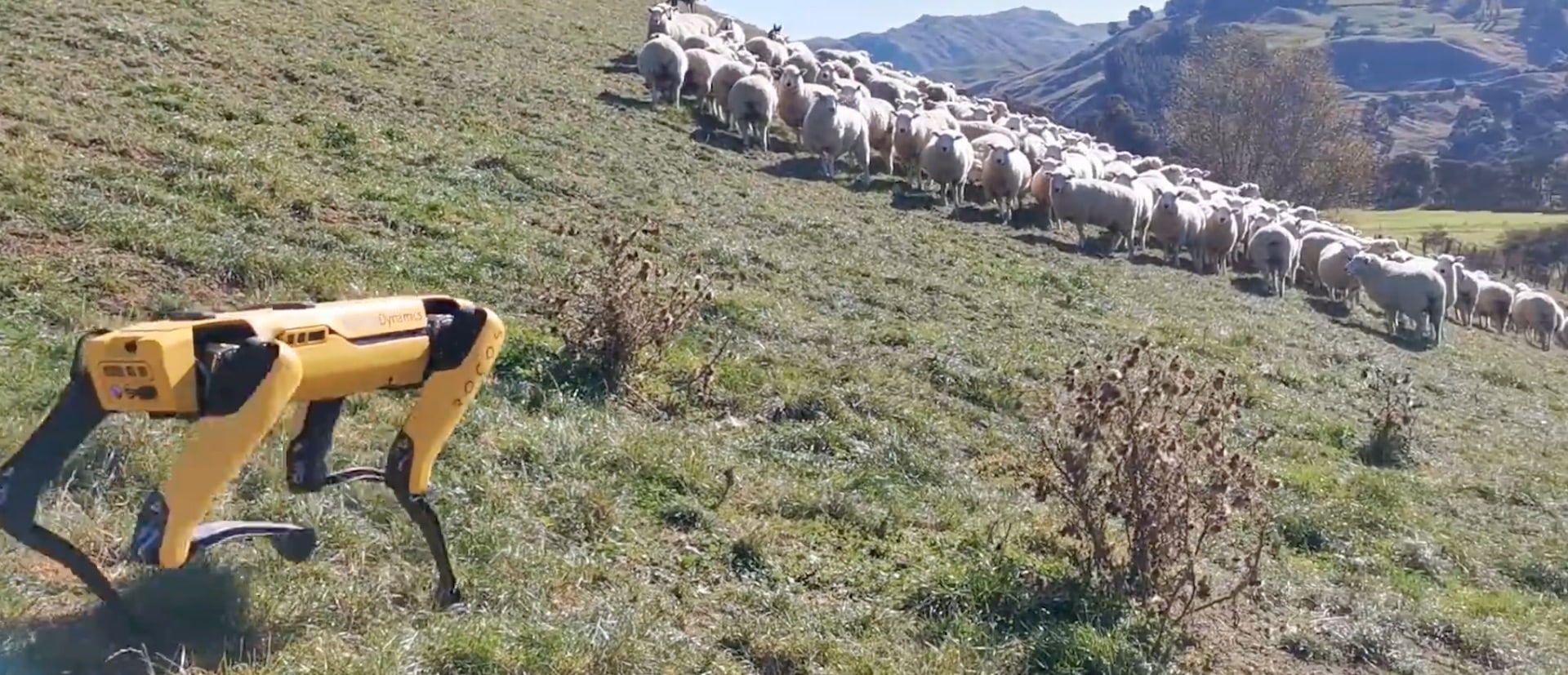 Sport en train de garder un troupeau de moutons.