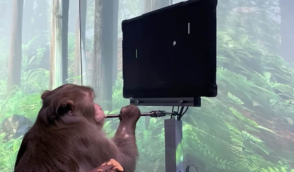 Un singe jouant au jeu Pong par la pensée grâce à un implant de Neuralink