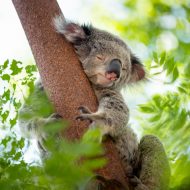 Un koala en train de dormir accroché à un arbre.