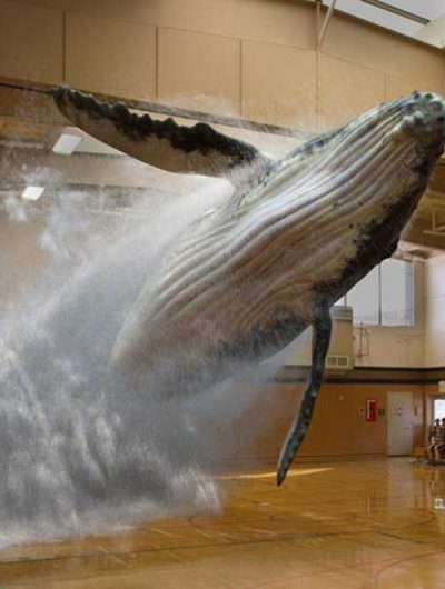 Une baleine saute dans un gymnase grâce à la réalité augmentée.