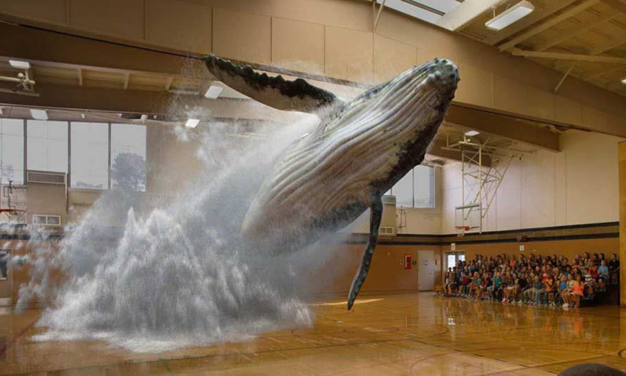 Une baleine saute dans un gymnase grâce à la réalité augmentée.