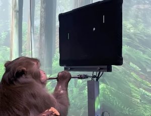 Un singe jouant au jeu Pong par la pensée grâce à un implant de Neuralink
