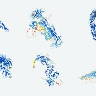 Structures de protéines modélisées en 3D.