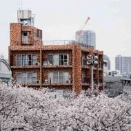 Un immeuble en brique en arrière-plan, des cerisiers en fleur au premier plan.