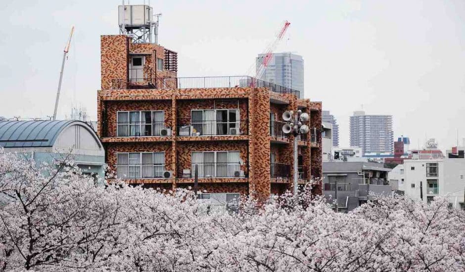 Un immeuble en brique en arrière-plan, des cerisiers en fleur au premier plan.